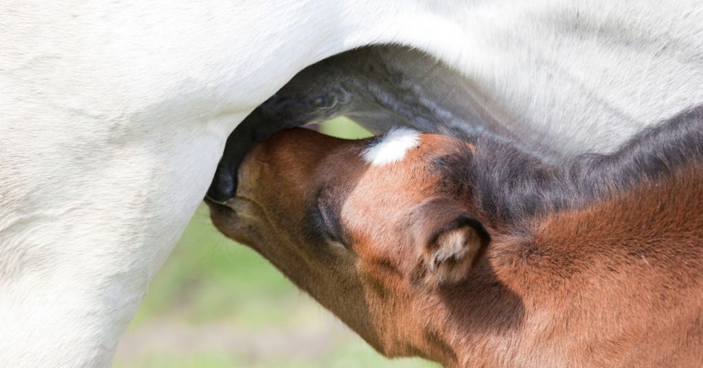 Colostrum