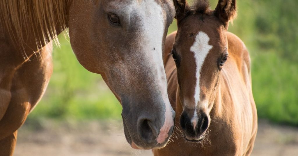 Mare and foal nuzzling.