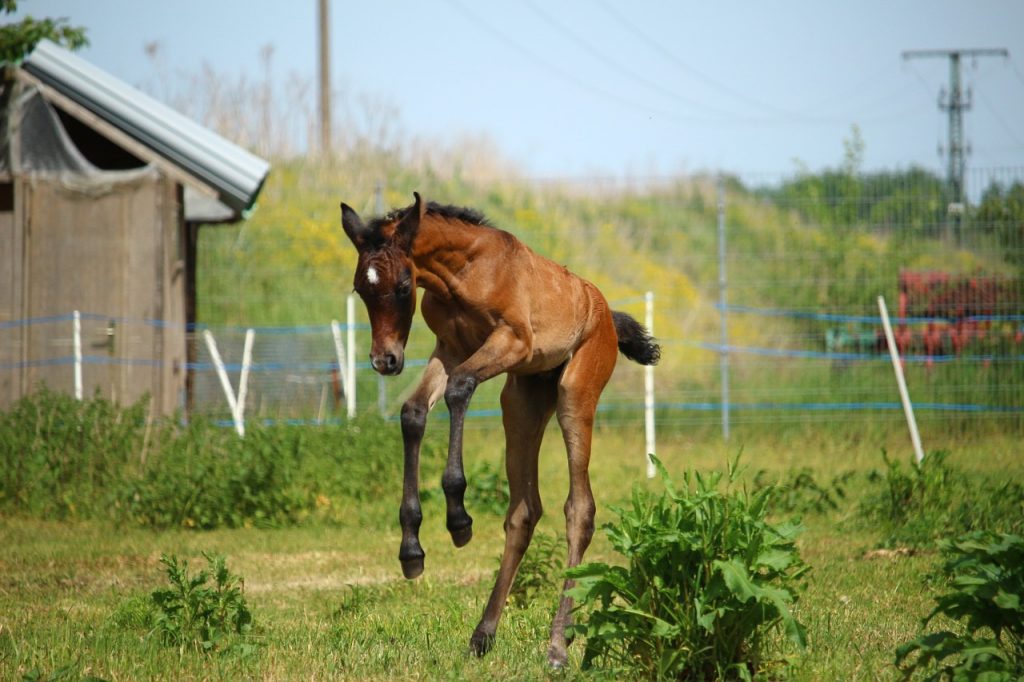 Foal leaping into the air