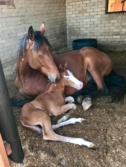 Foal Immune System