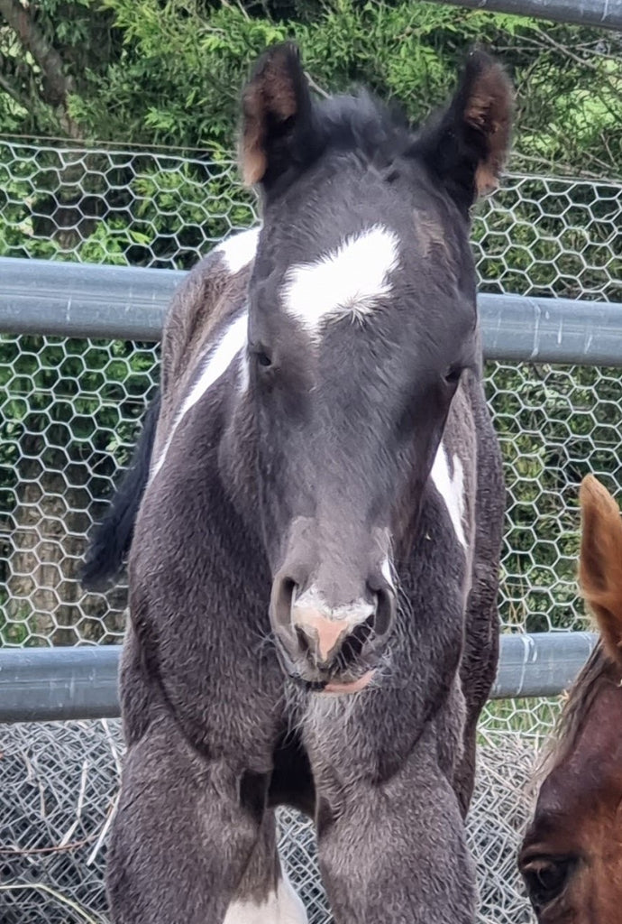 black and white foal with heart shape marking on his nose.
