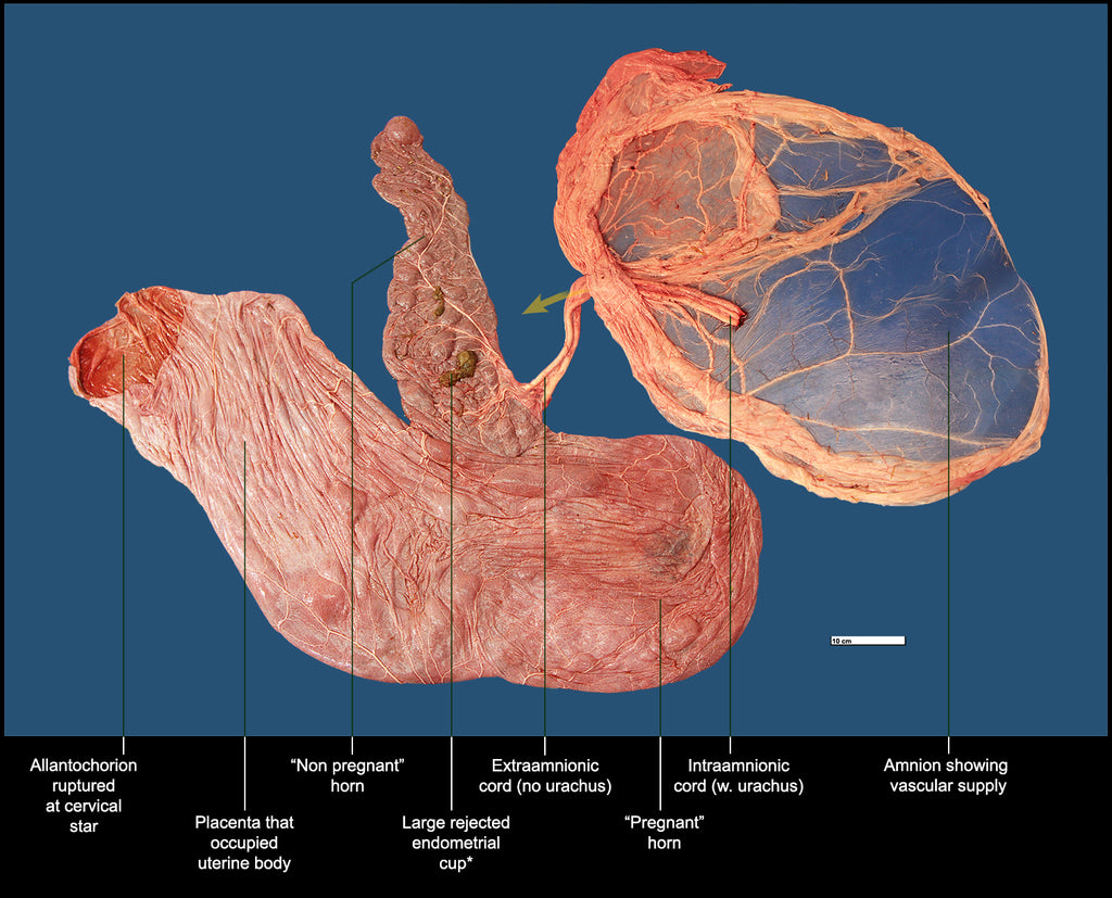 Healthy equine placenta with descriptors.