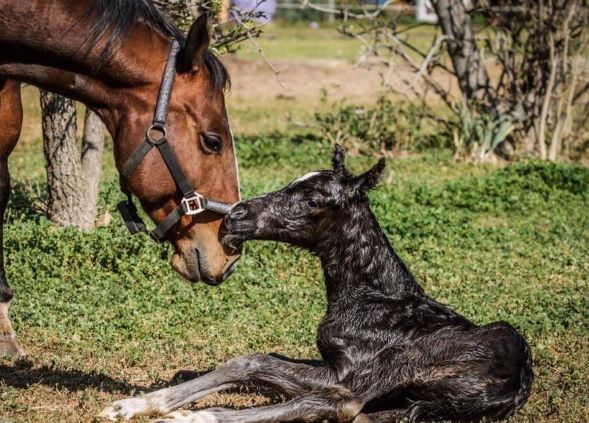 Buying a birth alarm for your horse could be the best investment you make. Research the various options and find the one that suits you