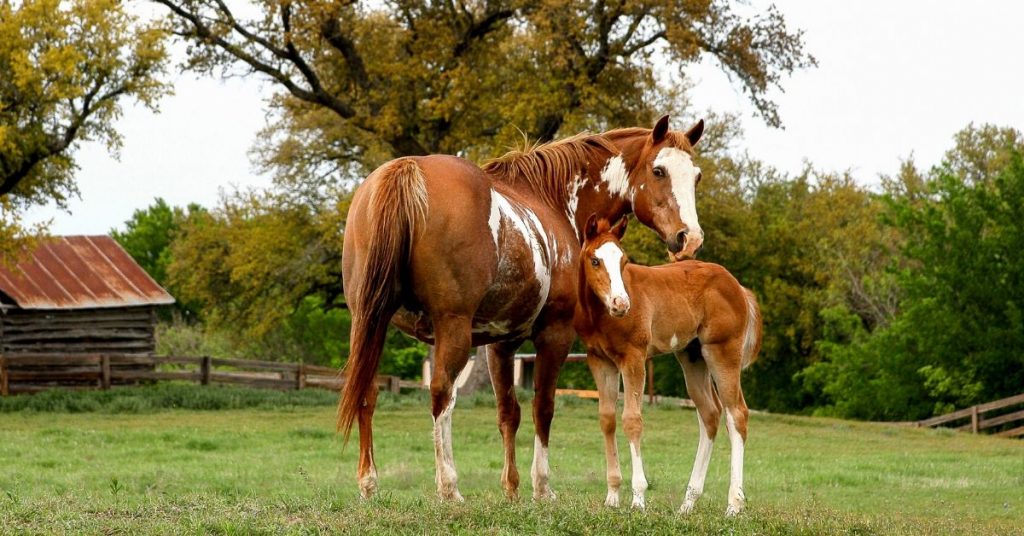 Why You Should Buy a Foaling Alert System for Sale for Your Mare