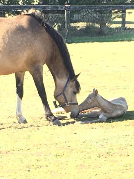 Mare wearing a smart foal alarm; sniffing her new foal.