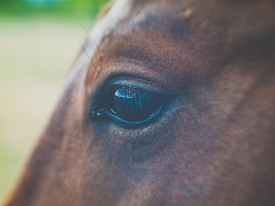 Close up image of a horse eye