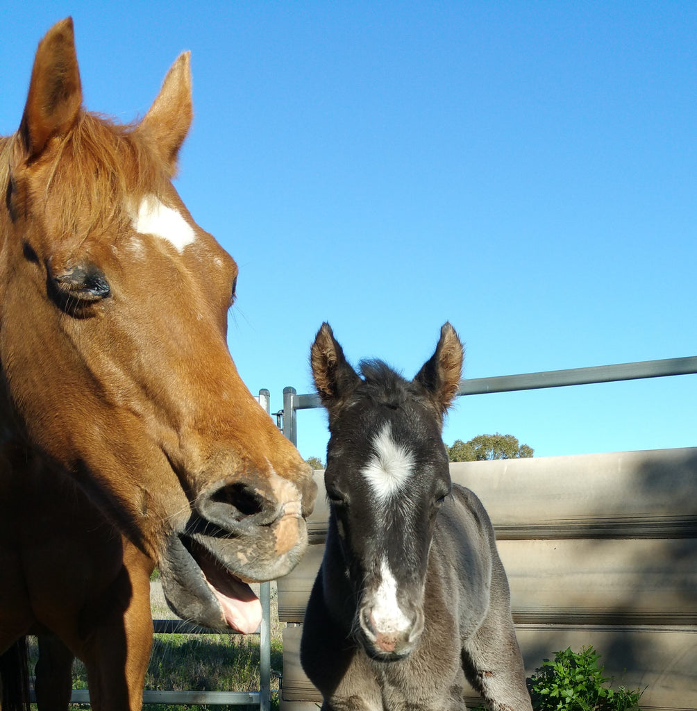 Mare yawning standing beside a cute black foal