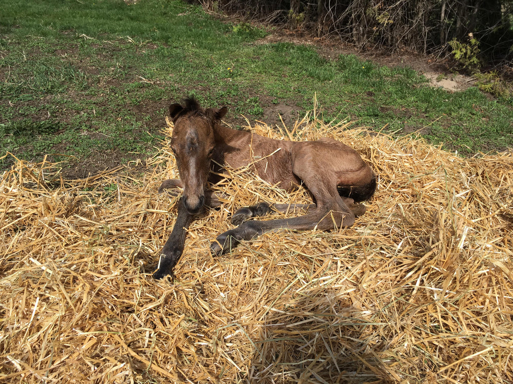 Smart Foal making a bed out of hay