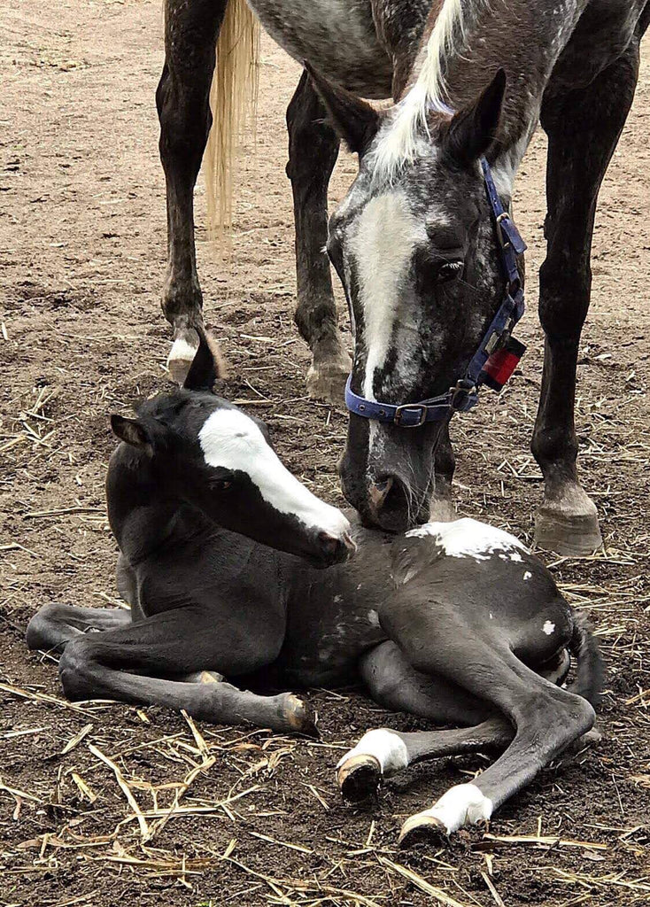 New born appaloosa foal being cleaned by it's mother.