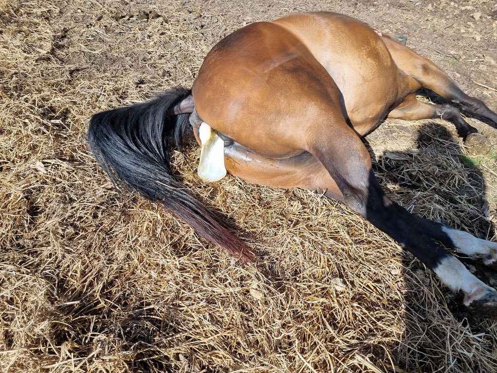 Mare lying down in labour. The amniotic sac and a foal foot are visible.