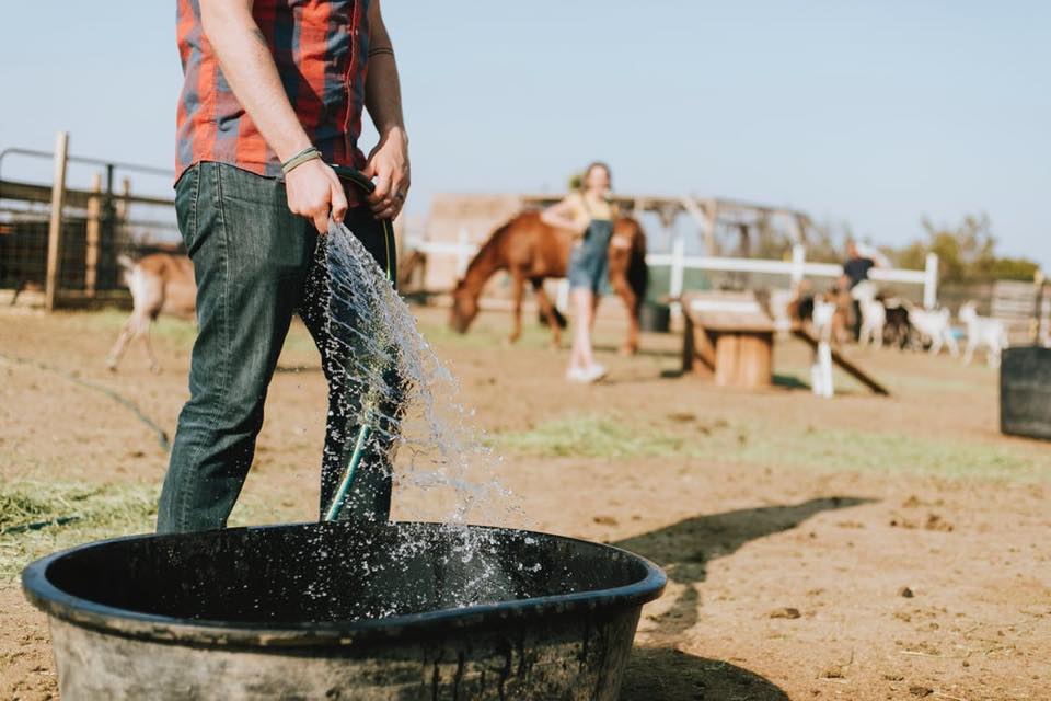 Person filling a water trough.
